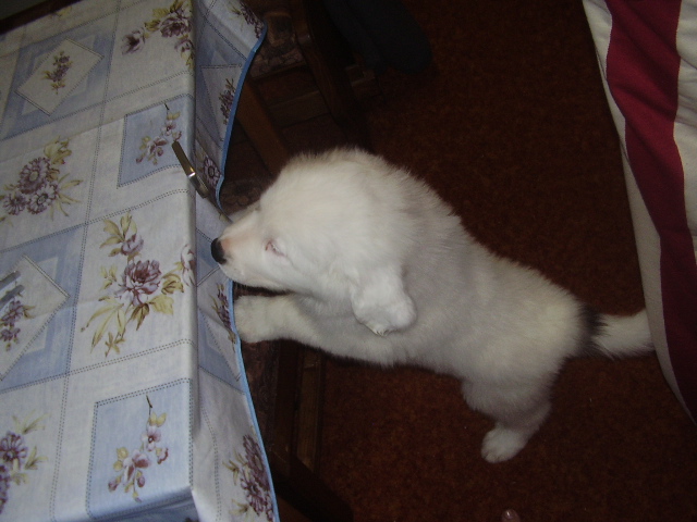 Tady by mohlo být něco k jídlu