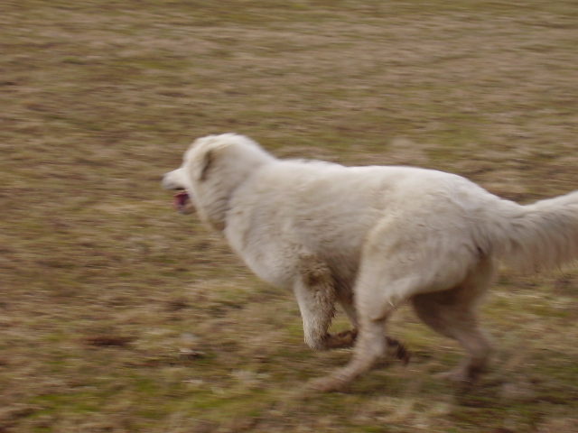 běžím